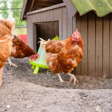 Wiesenkiek - Bauernhof Hopp Vadersdorf * Fehmarn