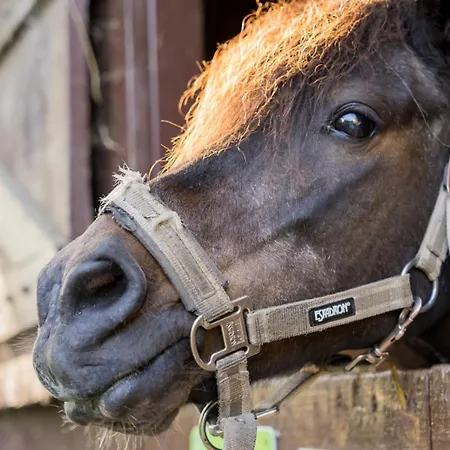 Wiesenkiek - Bauernhof Hopp Vadersdorf * Fehmarn
